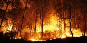 Menembus Kabut Asap: Menagih Nurani dan Komitmen Ekologis Kita